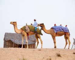 Paseo a Camello en Dubai