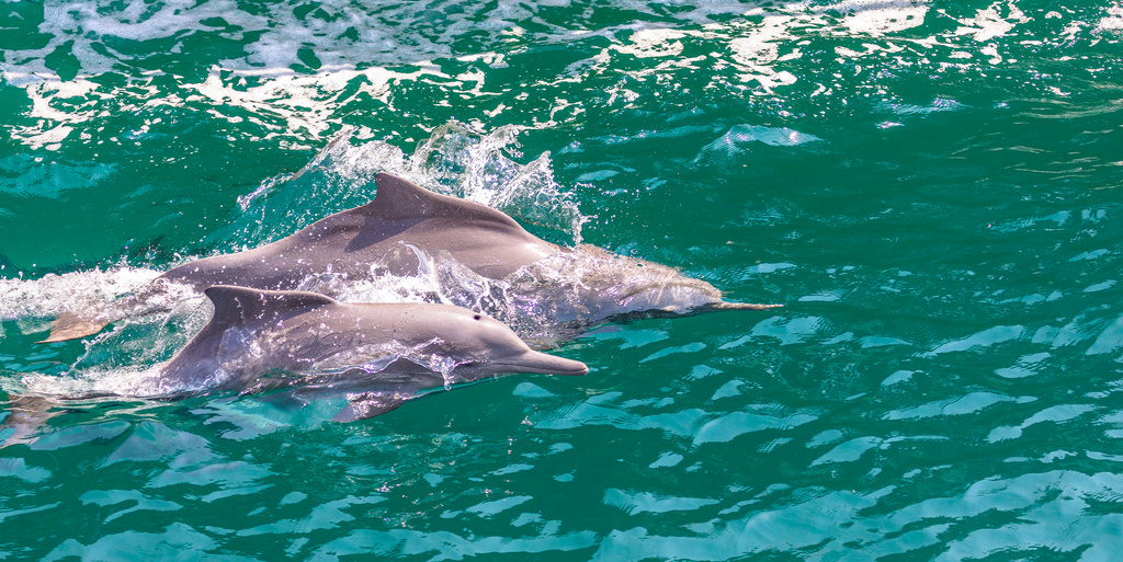 Avistamiento Delfines desde el dhow en Khasab